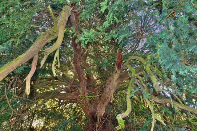 太平洋Yew树